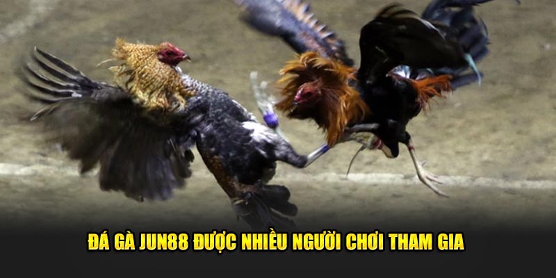 Đá gà Jun88 được nhiều người chơi tham gia 